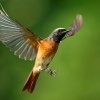 Rehek zahradni - Phoenicurus phoenicurus - Common Redstart s7690